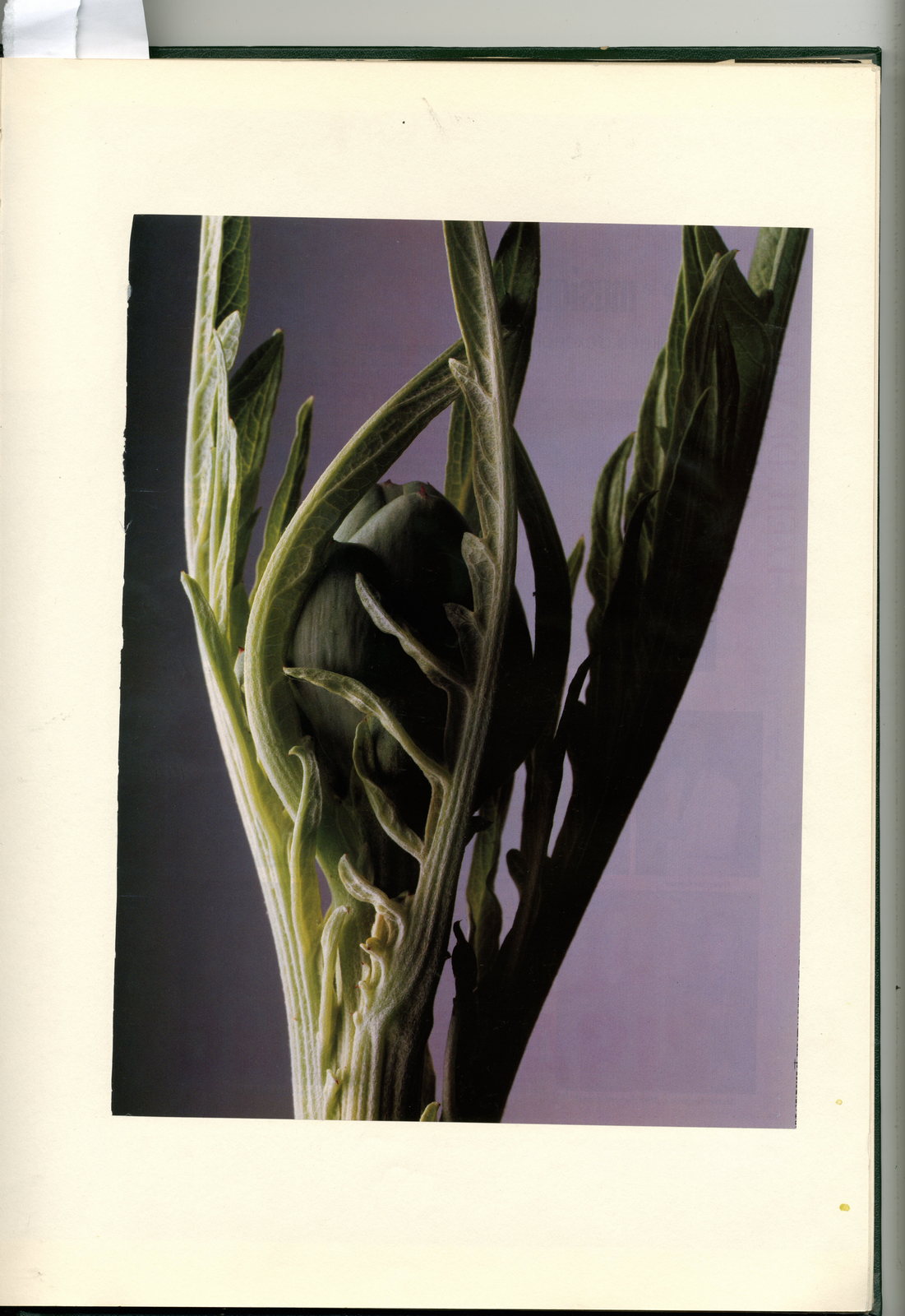 Dave Dye:Daniel Jounneau:Cabbage