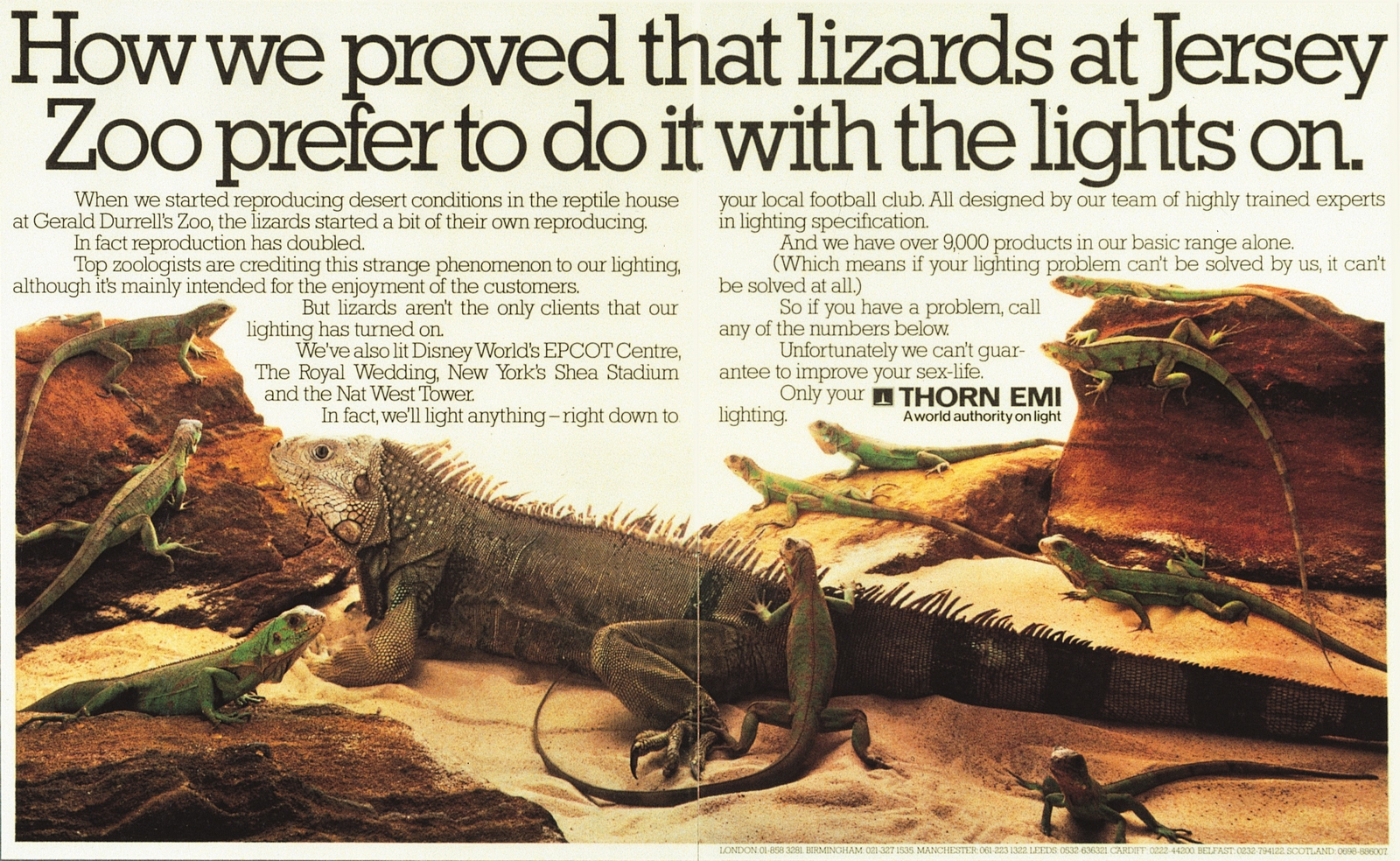 THORN LIZARDS