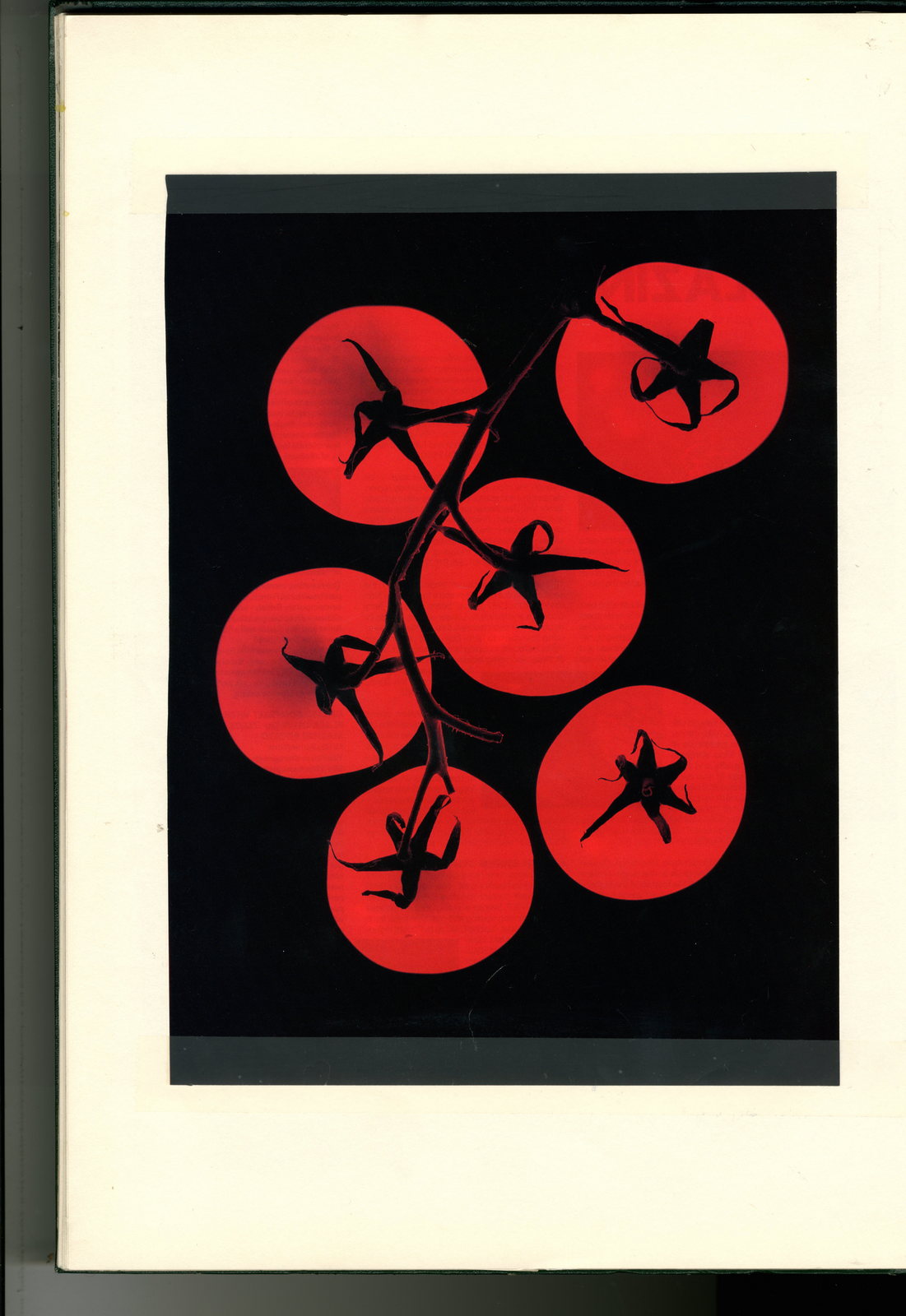 Glowing Tomatoes : Dave Dye