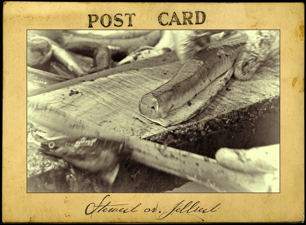 STEWED-OR-JELLIED - John Claridge-