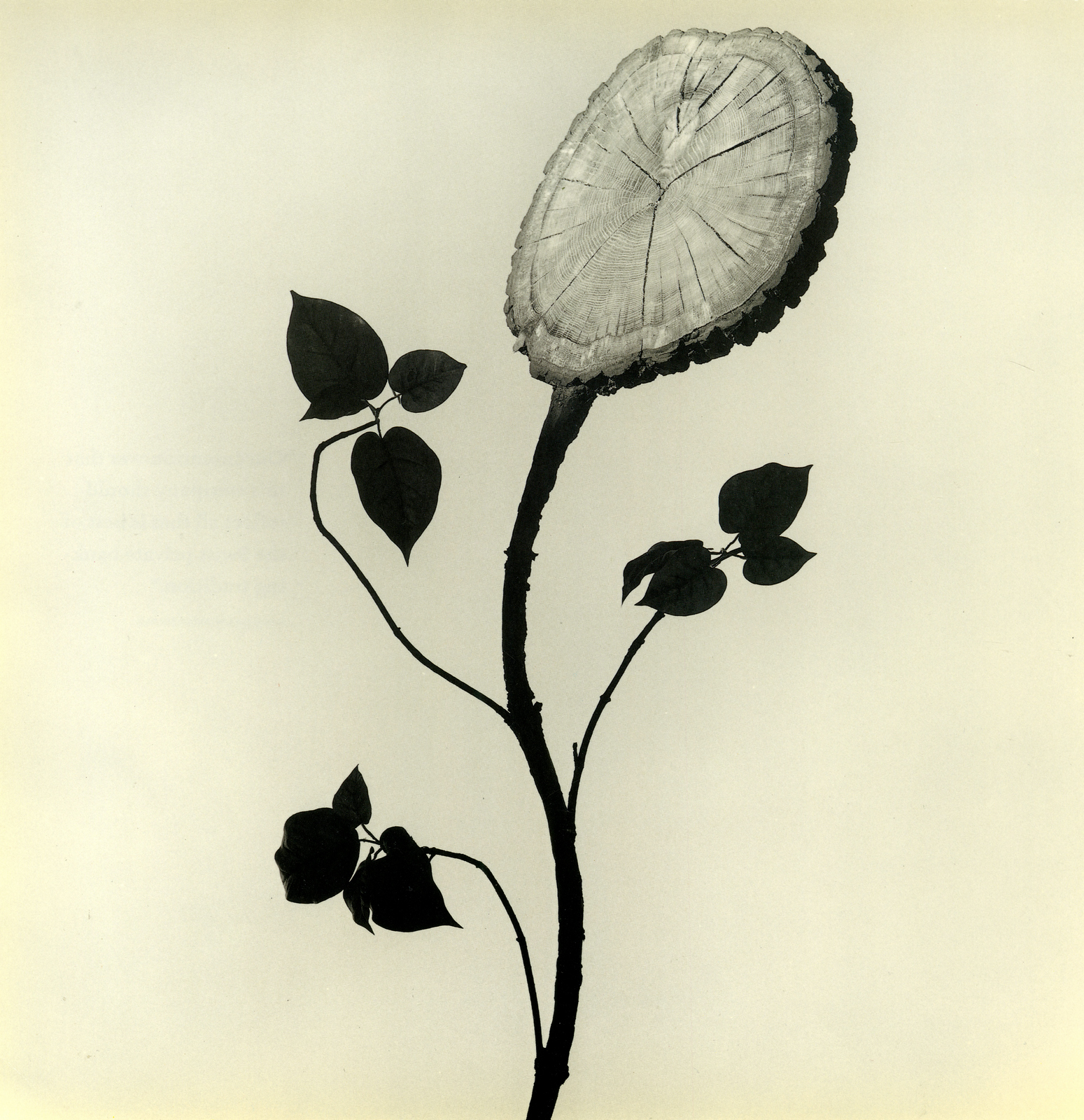 Brian Griffin, 'Flower'-01