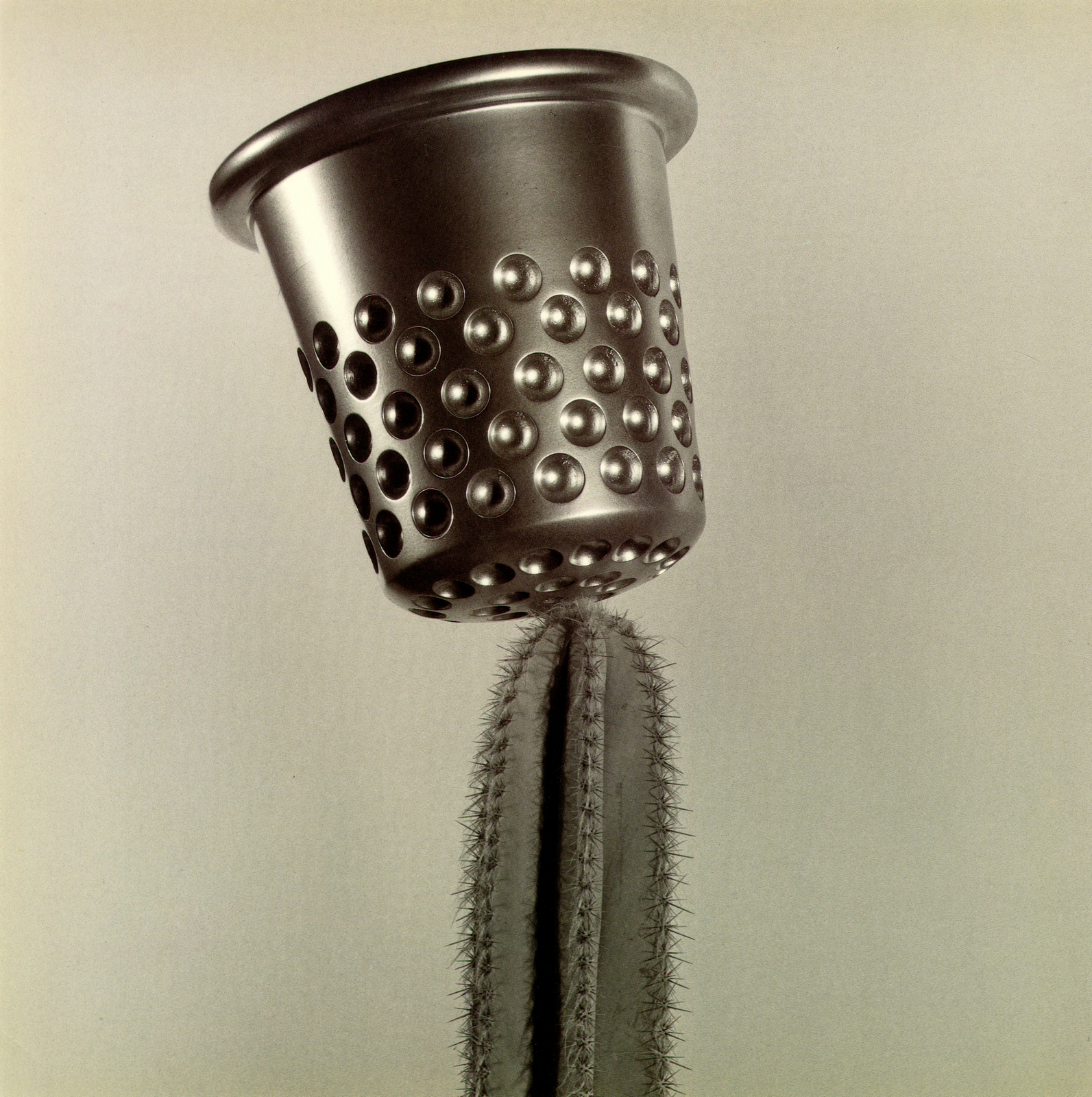 Brian Griffin, 'Cactus'-01