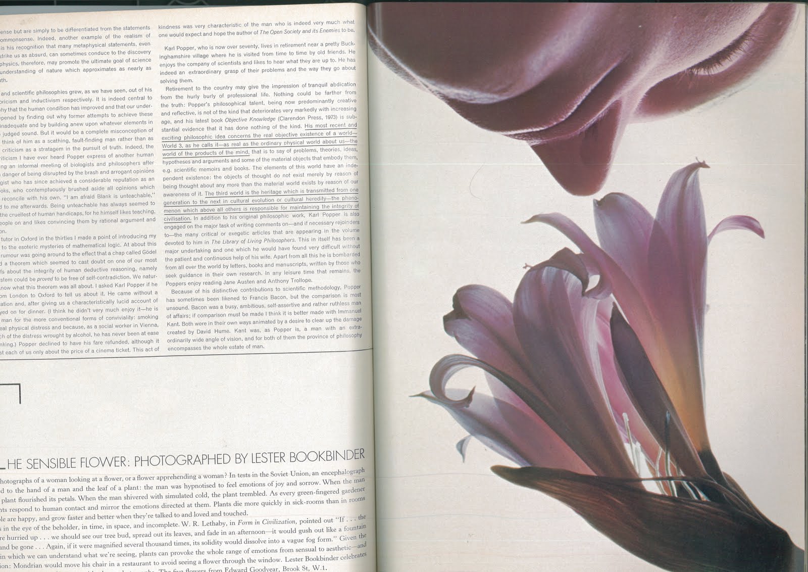 Lester Bookbinder - Vogue