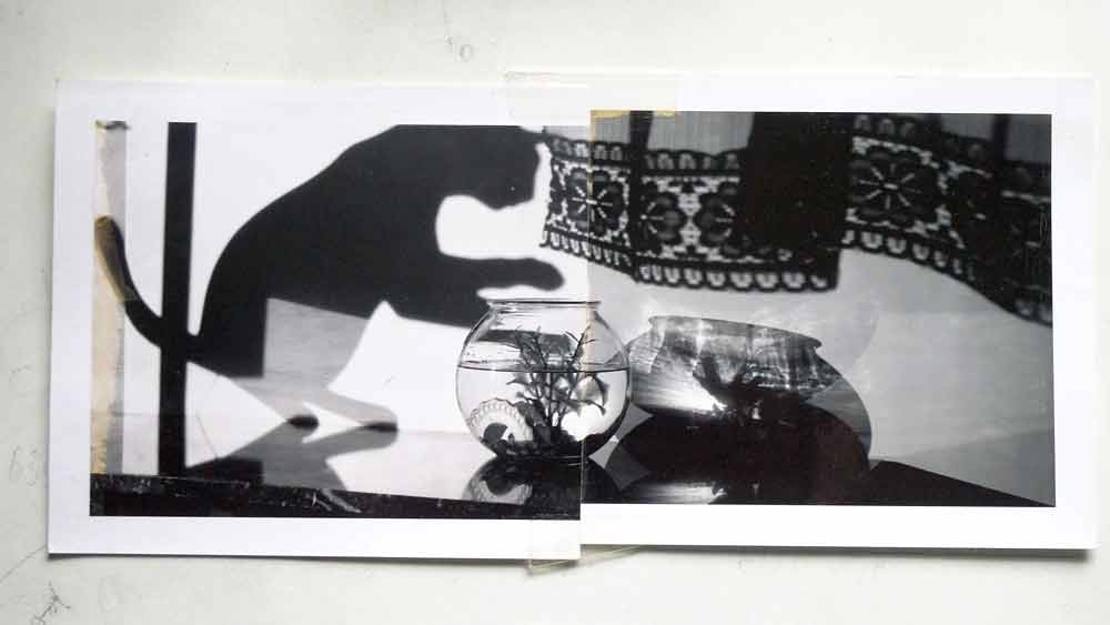 BH-Goldfish-Polaroid-1050113-sprks