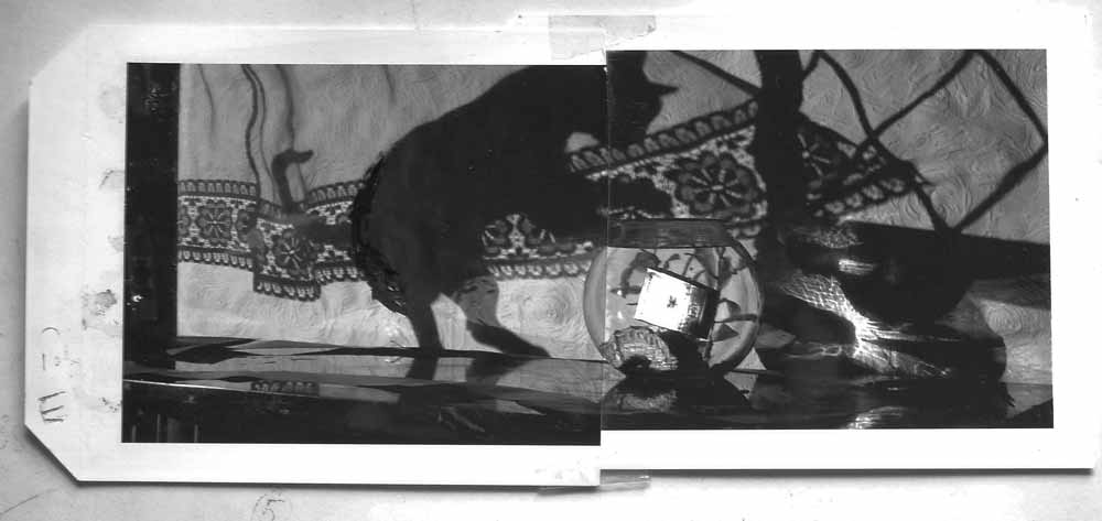 BH-Goldfish-Polaroid-1050115-sprks