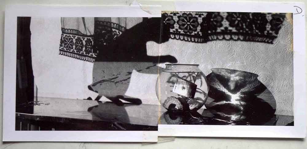 BH-Goldfish-Polaroid-1050114-sprks