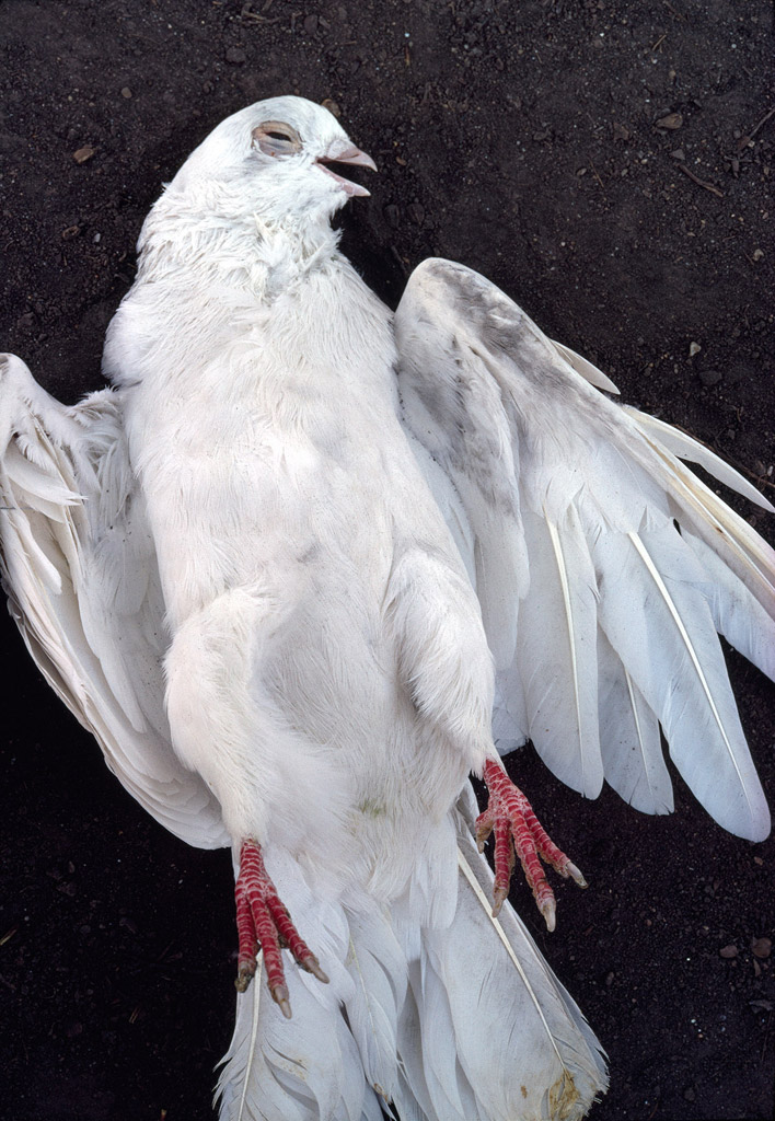 Art Kane 'Dead Peace'