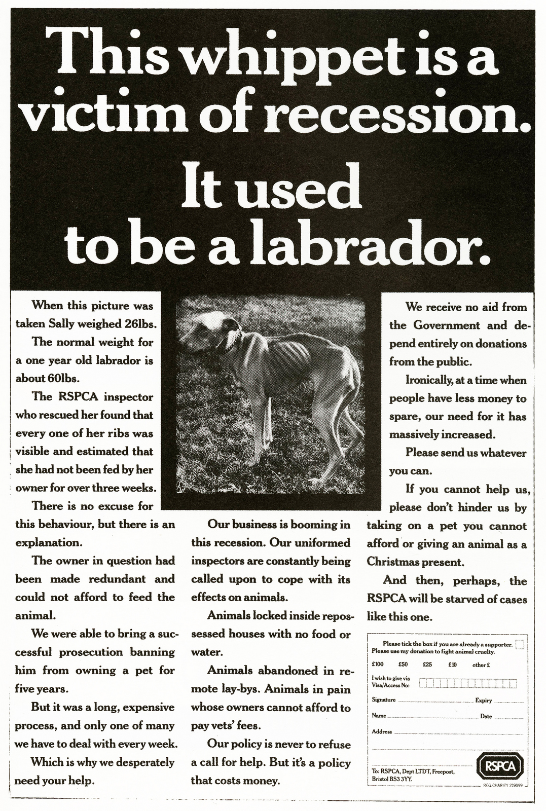 'This Whippet' RSPCA, Peter Souter, AMV*.jpg