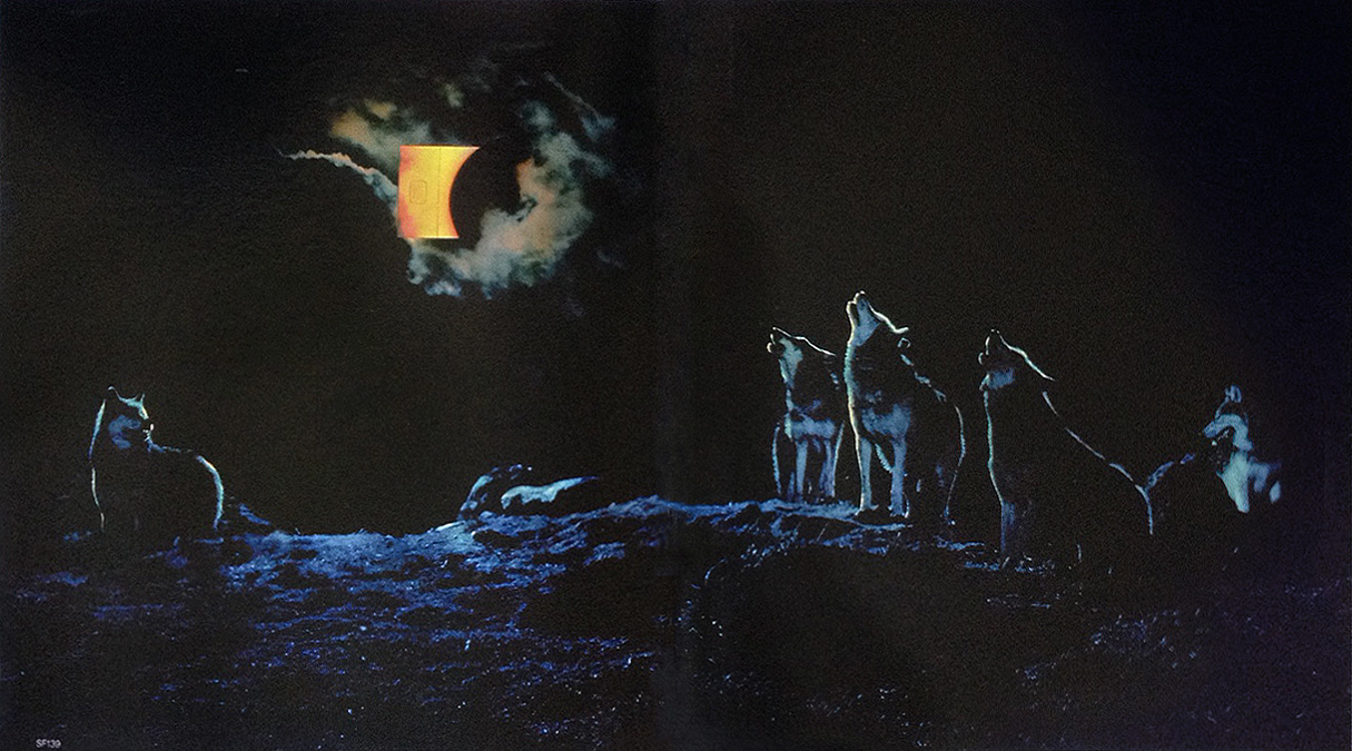 'Wolves' B&H, Graham Fink, CDP.jpg