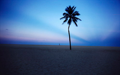 Rolph Gobits - Tree Palm