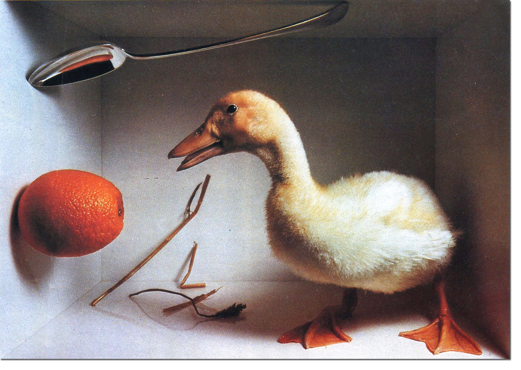 Lester Bookbinder - Orange:Duck