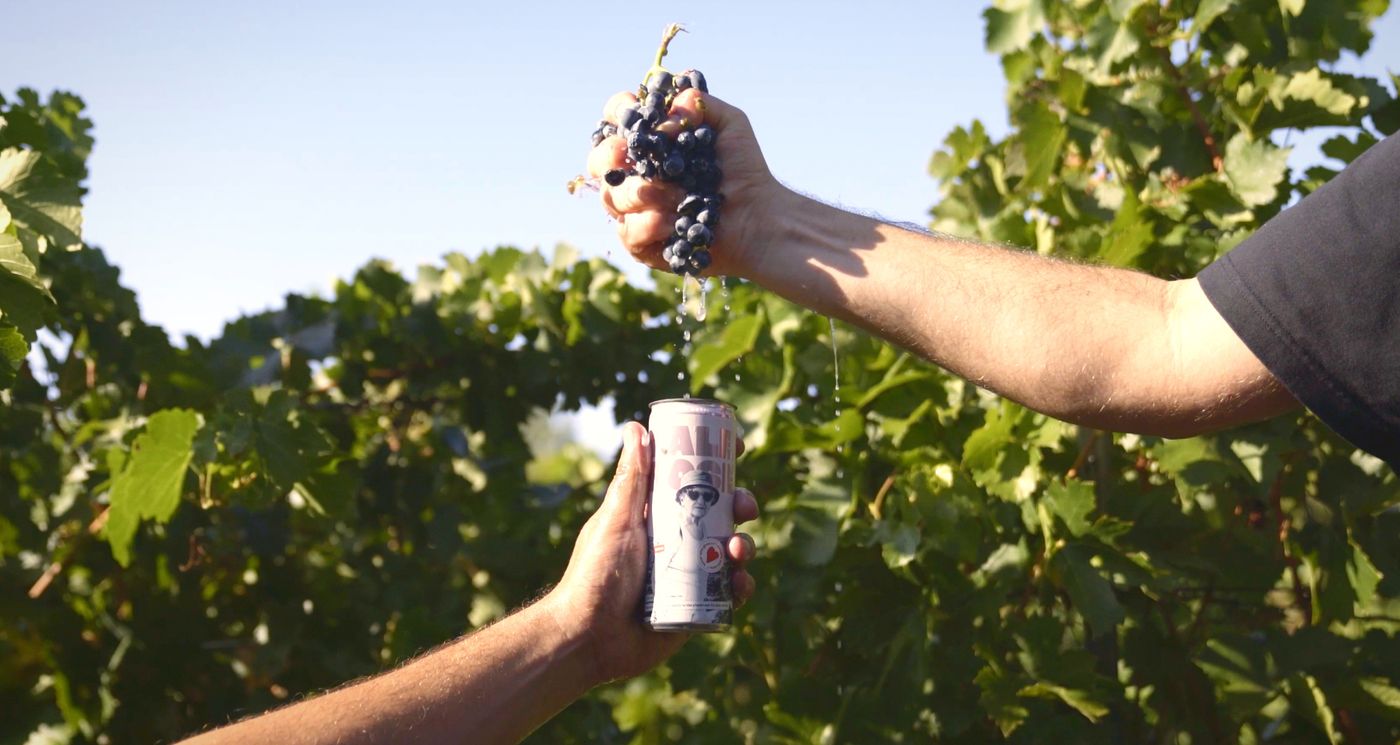 A hand squeezes a bunch of grapes above a Bowi can in the vineyard