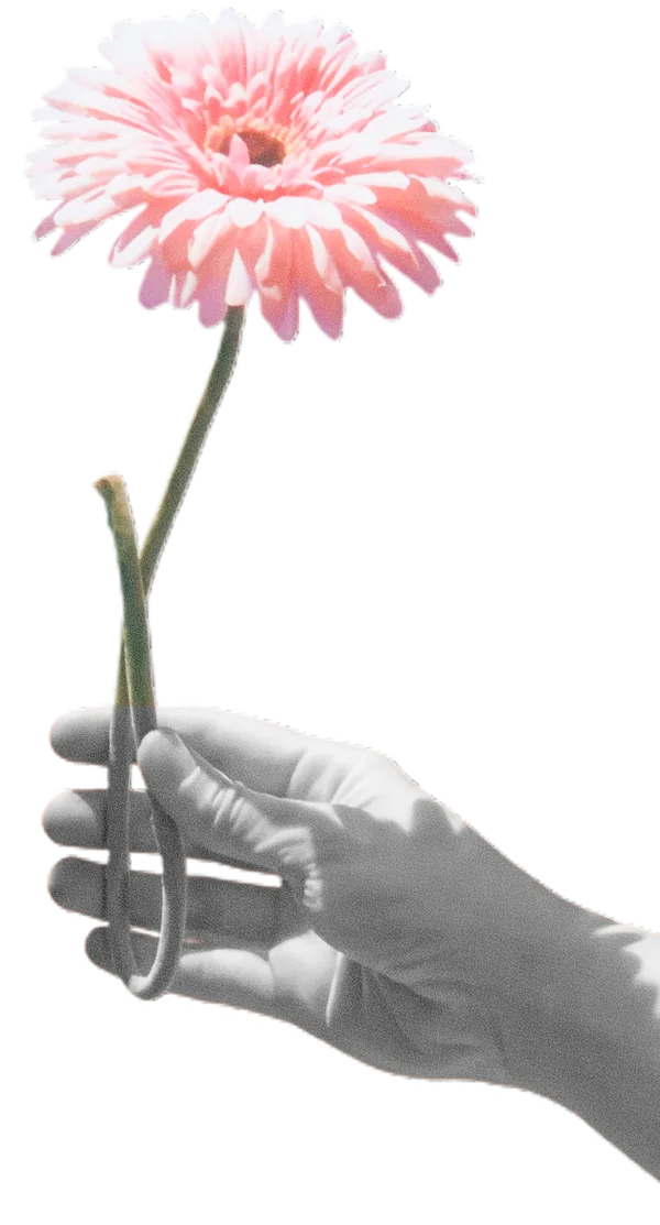Cut-out hand holding a pink gerbera
