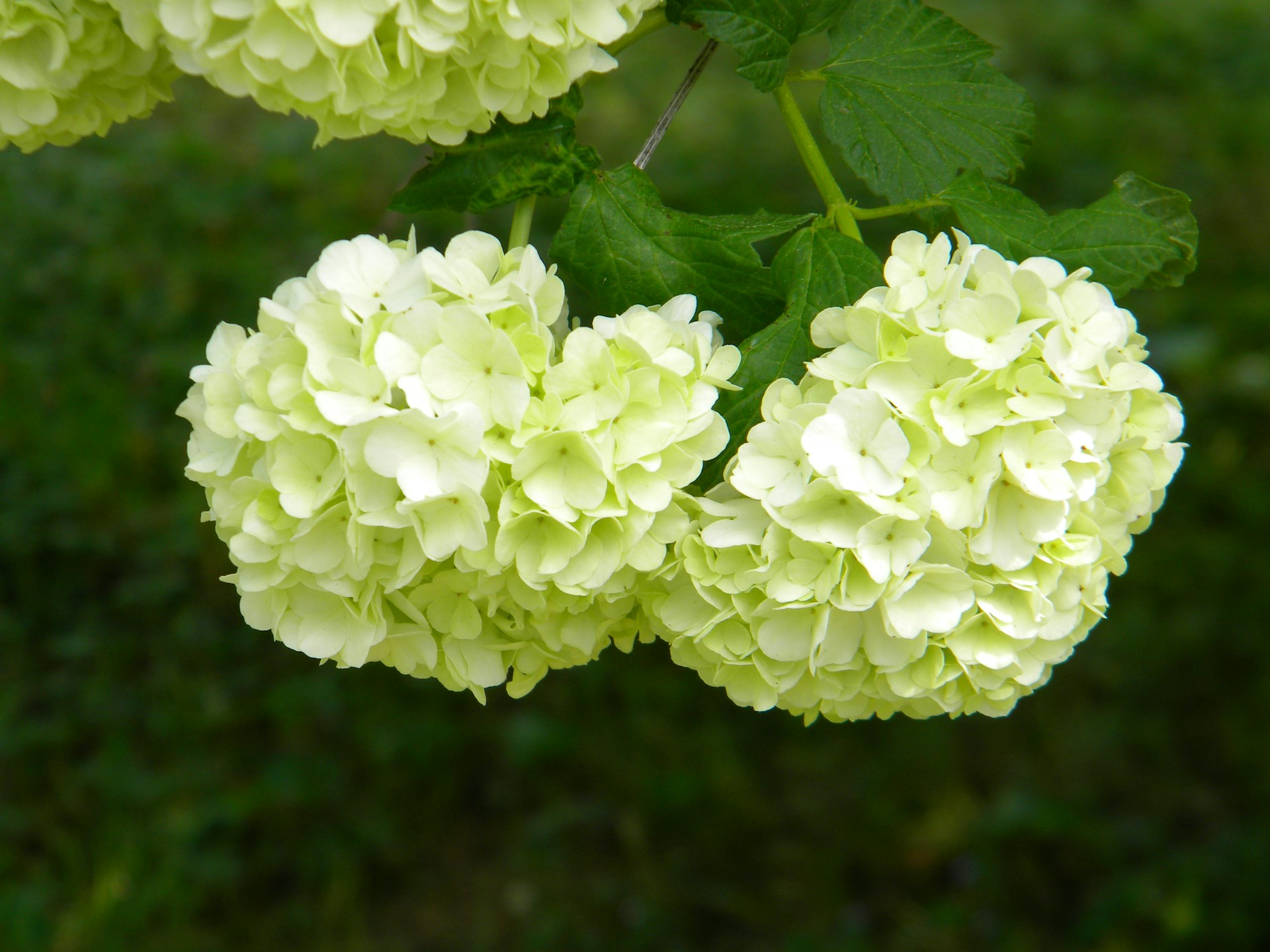 A collection of bright blue hydrangeas in full bloom.