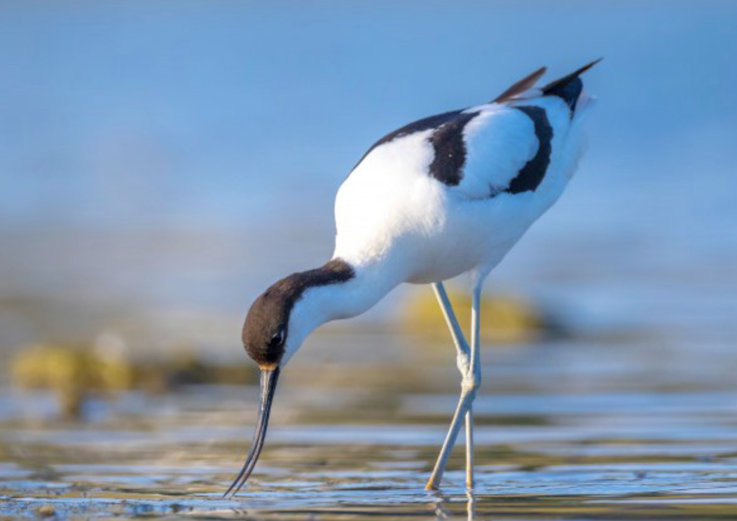 Oiseaux du Platier d'Oye — image provisoire