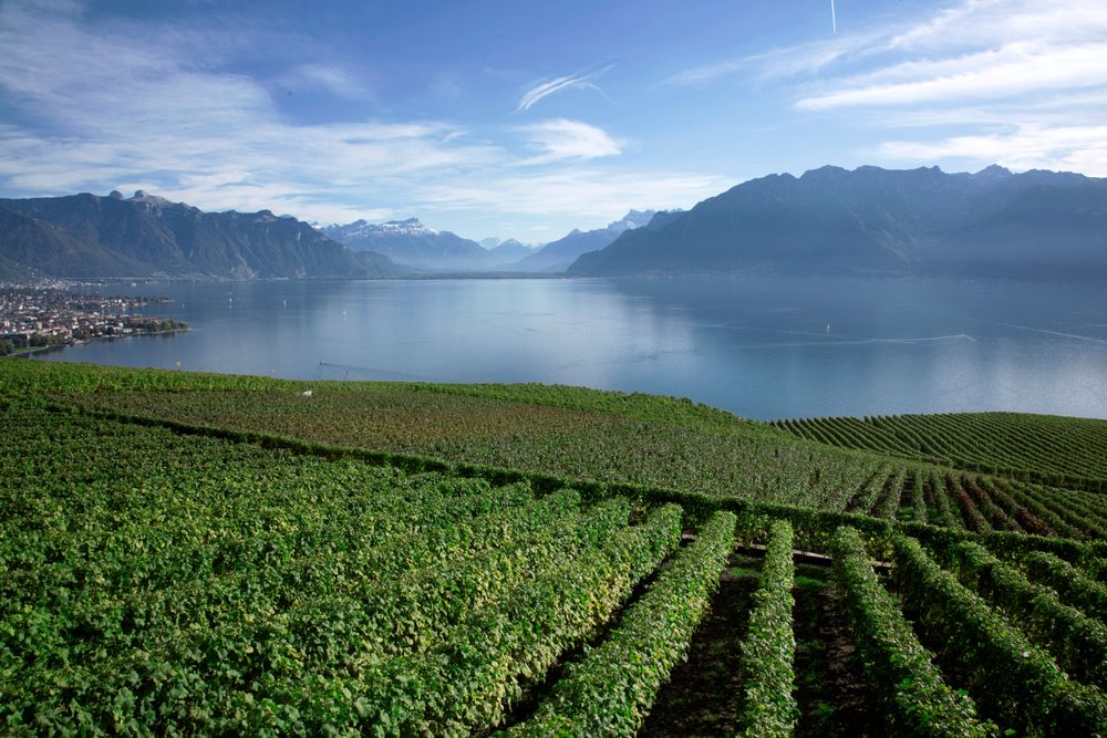 Vue sur le lac Léman depuis les vignobles en terrasse du Lavaux, ciel clair de printemps, eau bleue, reflets de lumière. Ambiance lumineuse et sereine, cadre naturel majestueux. Pas de personnes, focus sur le paysage vaudois emblématique.