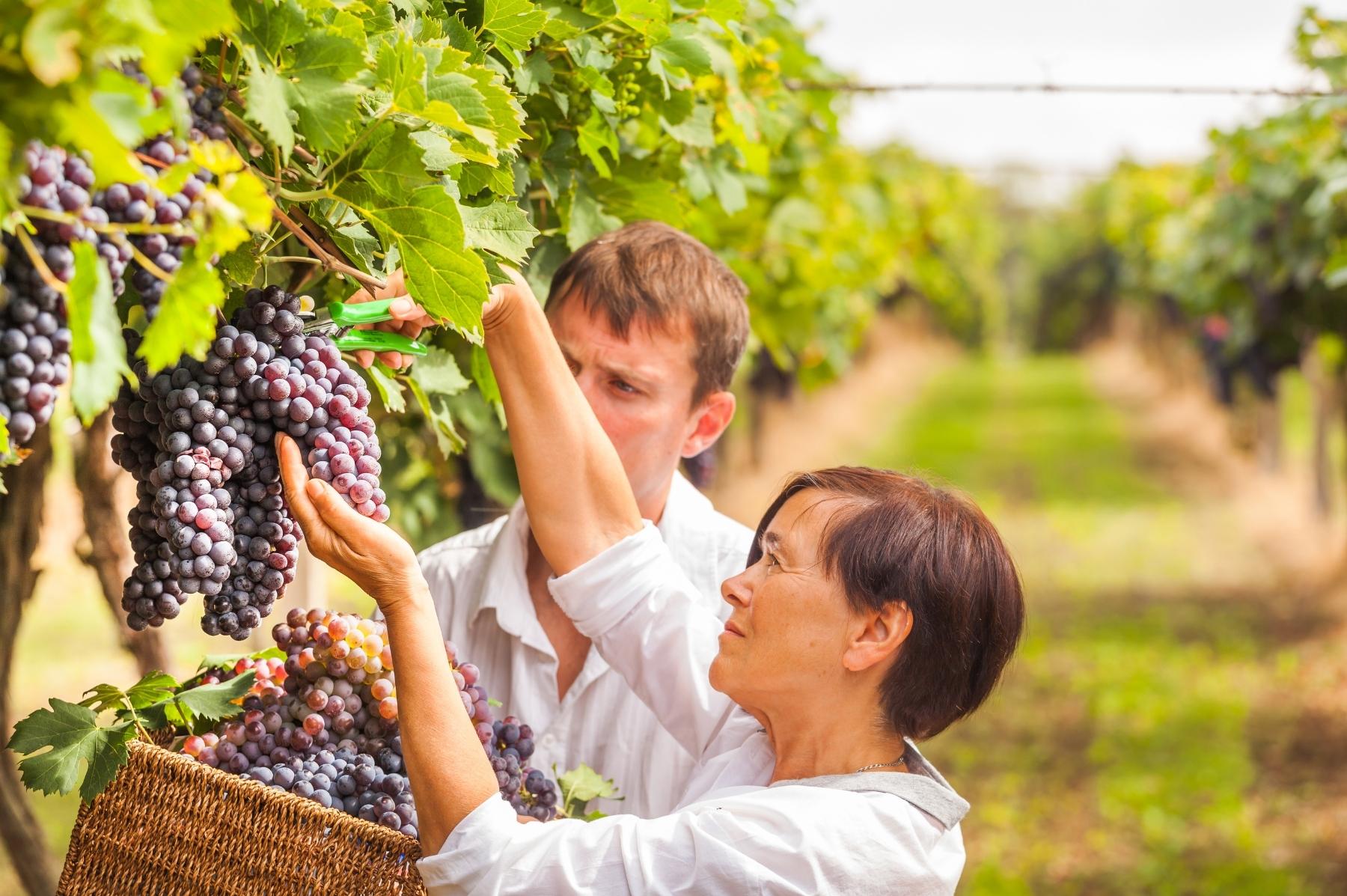 Vue sur les vignobles en terrasses du Lavaux en pleine période de vendanges, grappes de raisin mûr au premier plan, lac Léman et montagnes en arrière-plan, lumière dorée de fin d'été