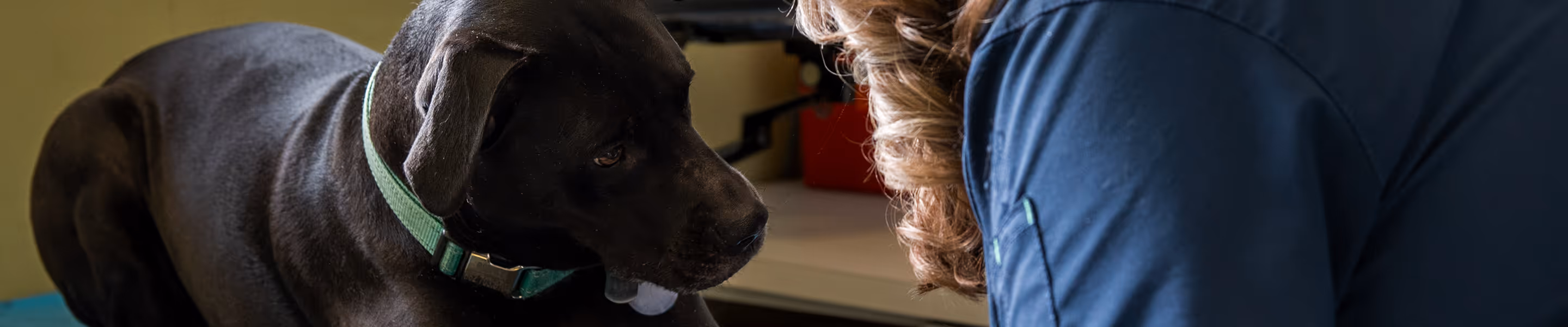 a close up of a dog