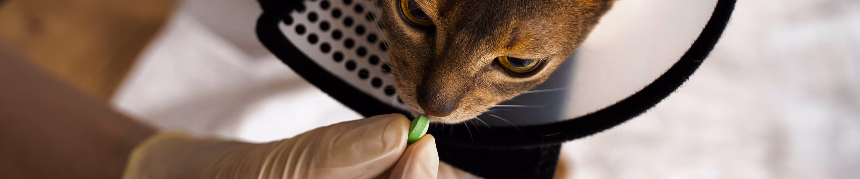 a cat eating a pill