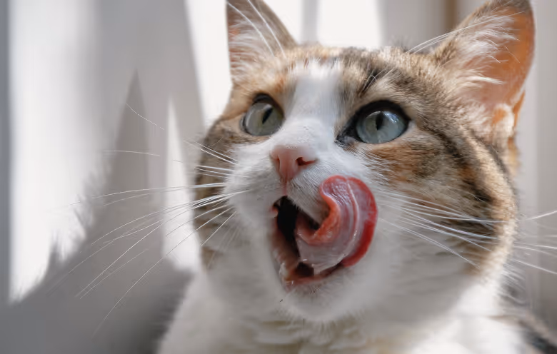 a cat licking its lips
