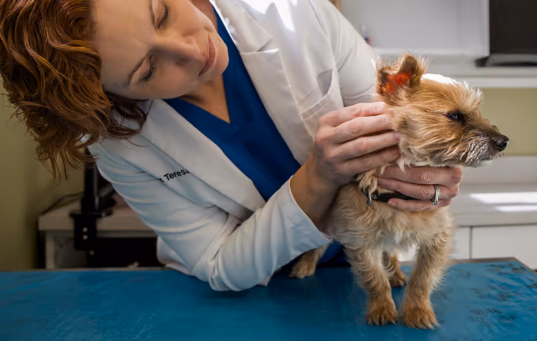 a woman holding a dog