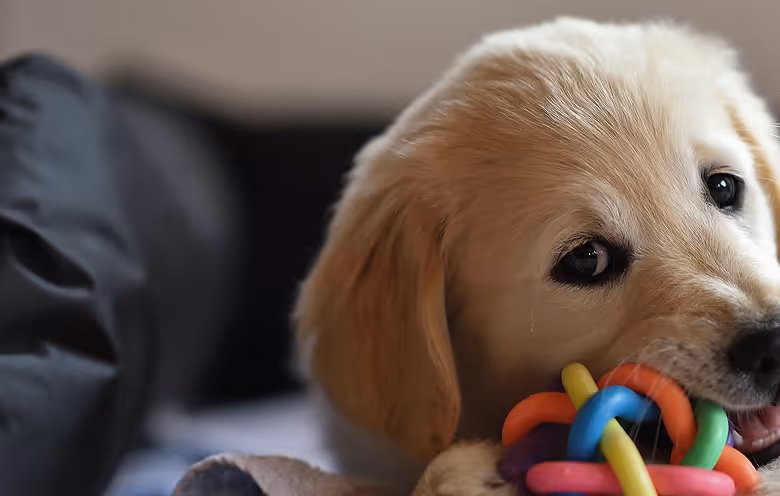 a puppy holding a toy