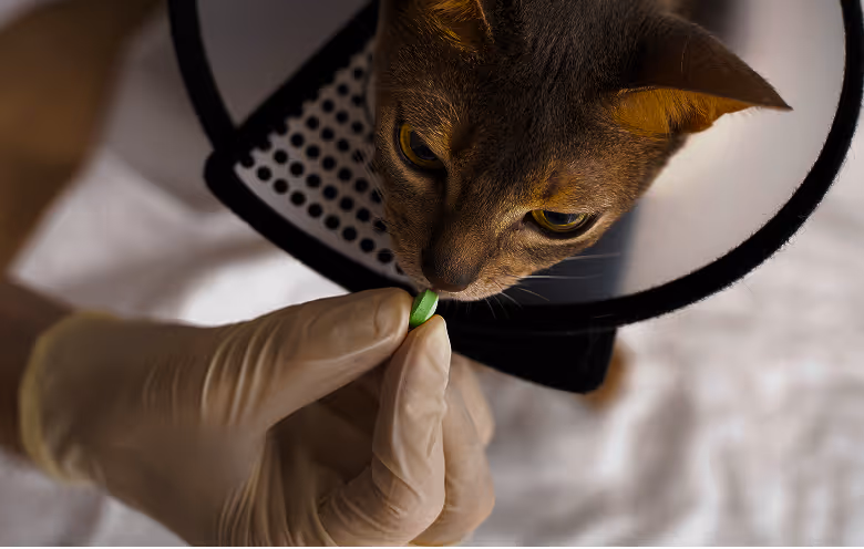 a cat wearing a cone around its neck