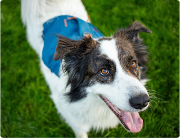 dog in grass outside