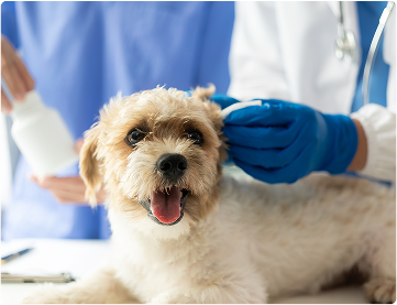 dog receiving exam