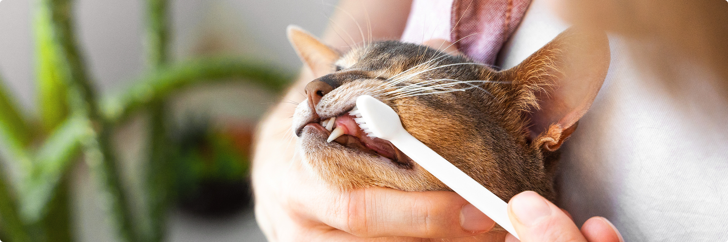 cat getting teeth brushed