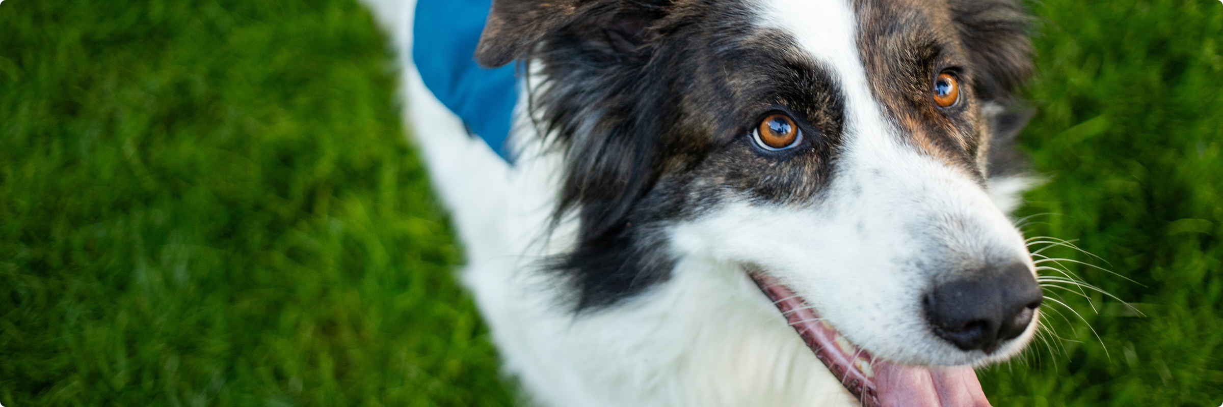 dog outside in grass