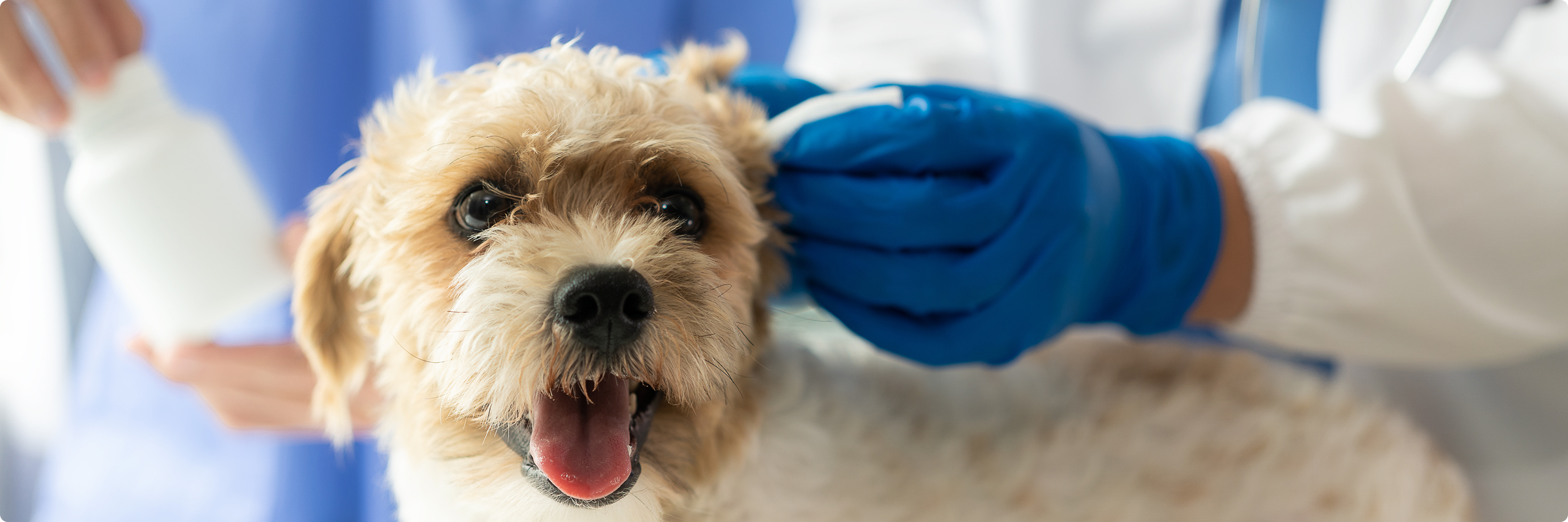 dog receiving exam