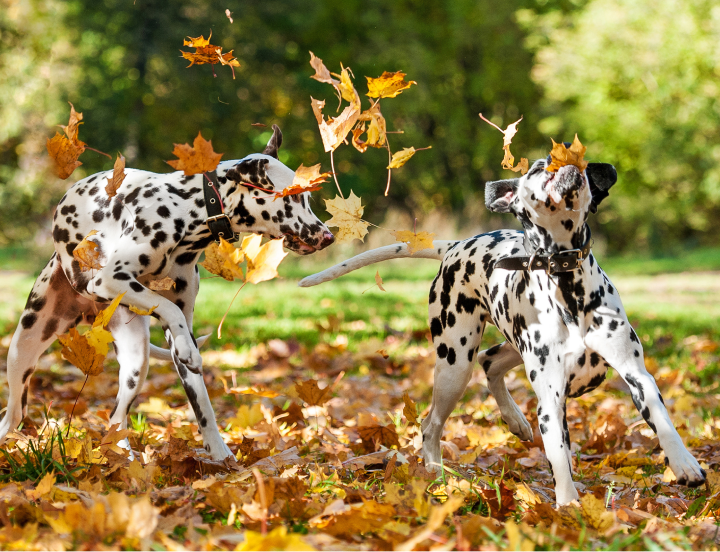 dalmatians playing in fallen leaves
