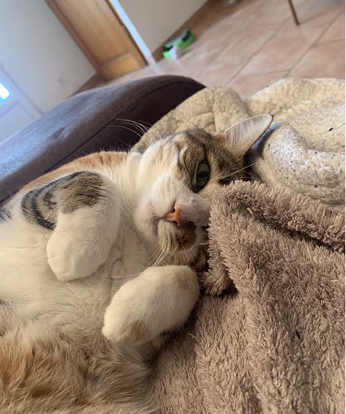 Image de Toki, le chat de Romane