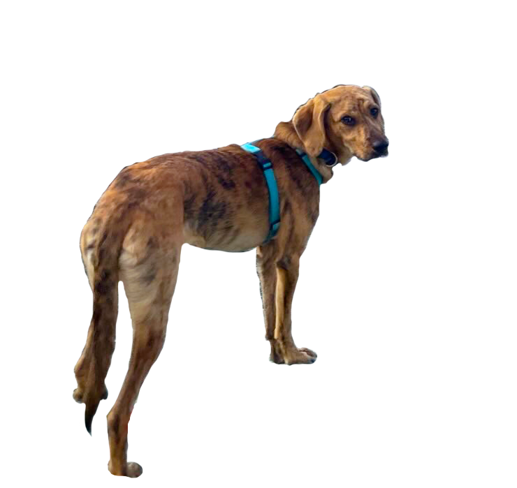 Brauner grosser Hund