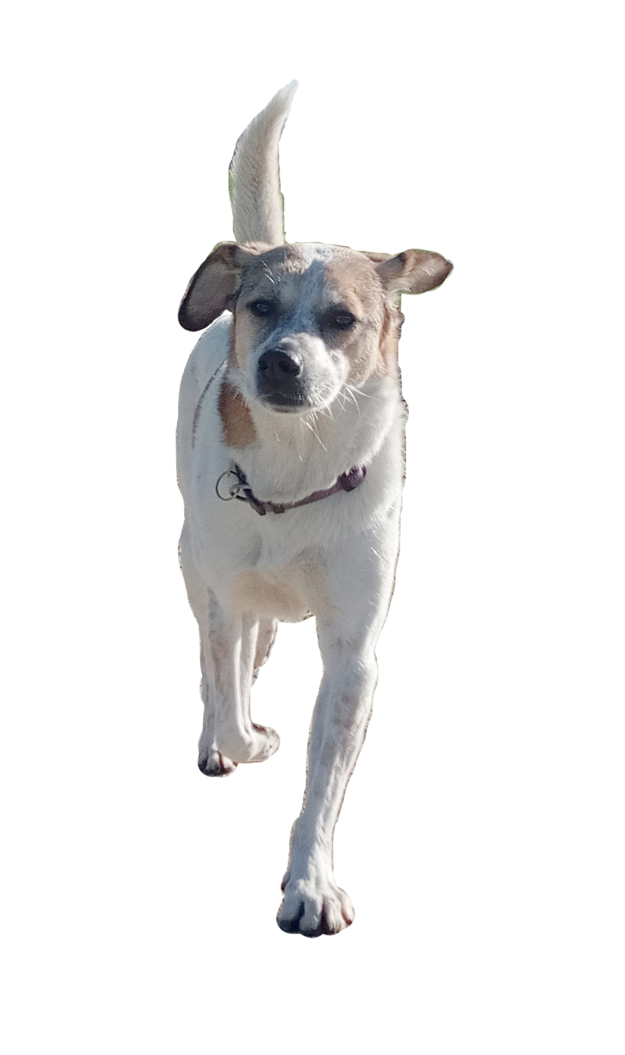 Weisser Hund mit Schlappohren