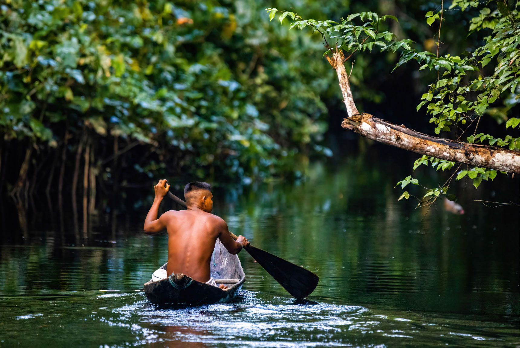 An Indigenous man paddles a wooden boat on the Amazon River
