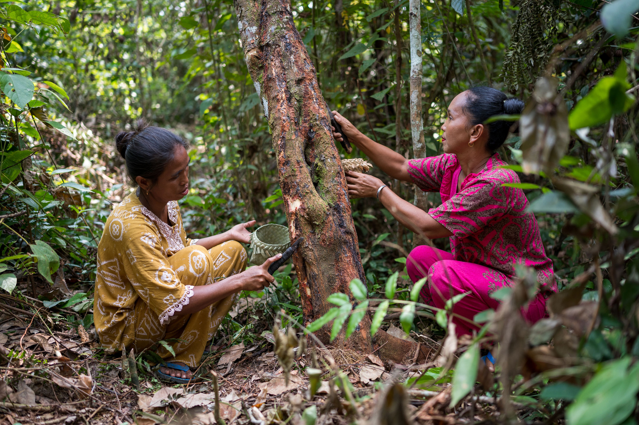 Two women collect medicine from a tree in Sumatra, Indonesia