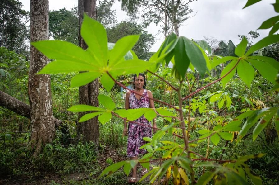 A Quilombola woman among cupuaçu trees in the Amazon Biome; Amazônia Real
