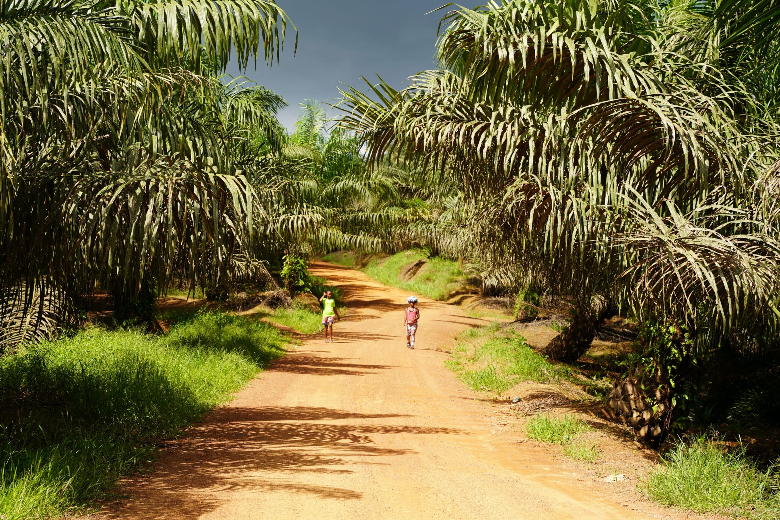 Children walk through an oil palm plantation in Liberia