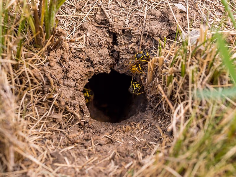 yellow jackets nest