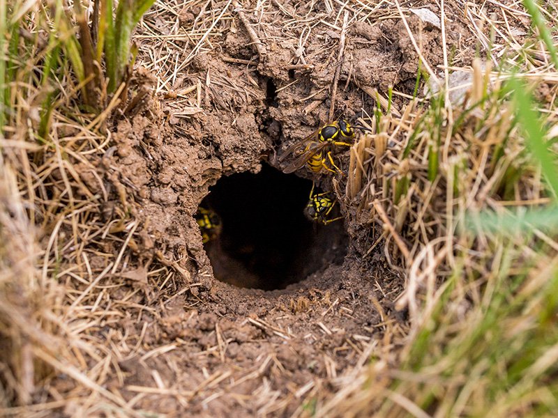 yellow jackets nest