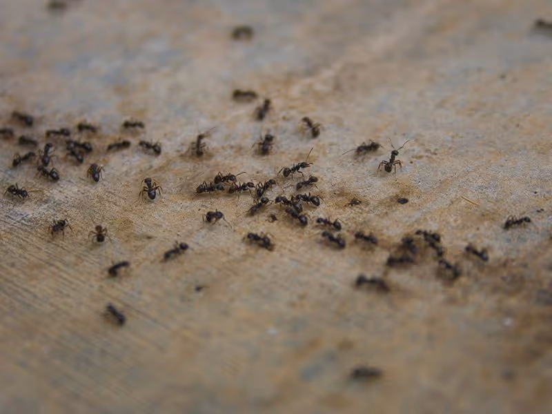 ants crawling on hardwood floor