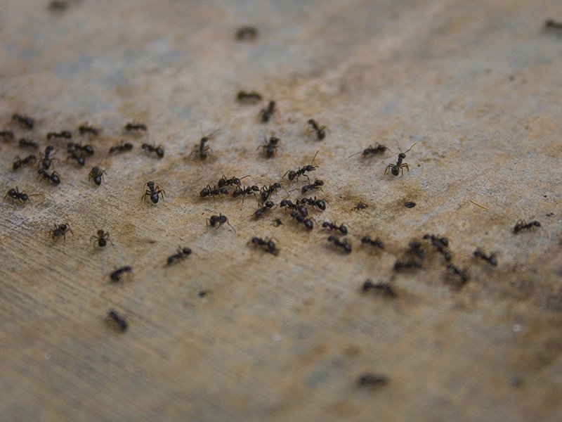 ants crawling on hardwood floor