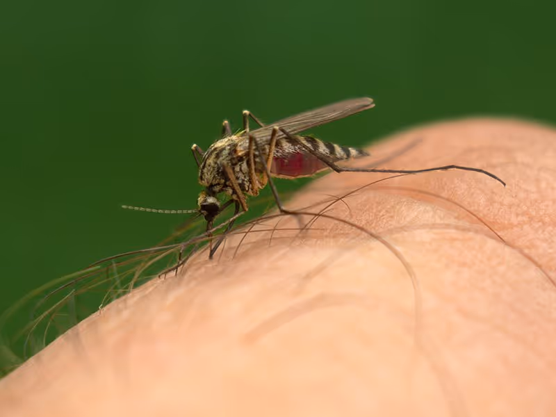 mosquito biting finger