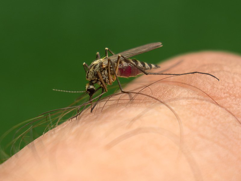 mosquito biting finger