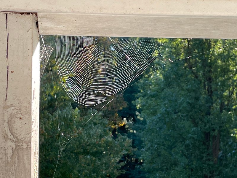 spider web on norcal home