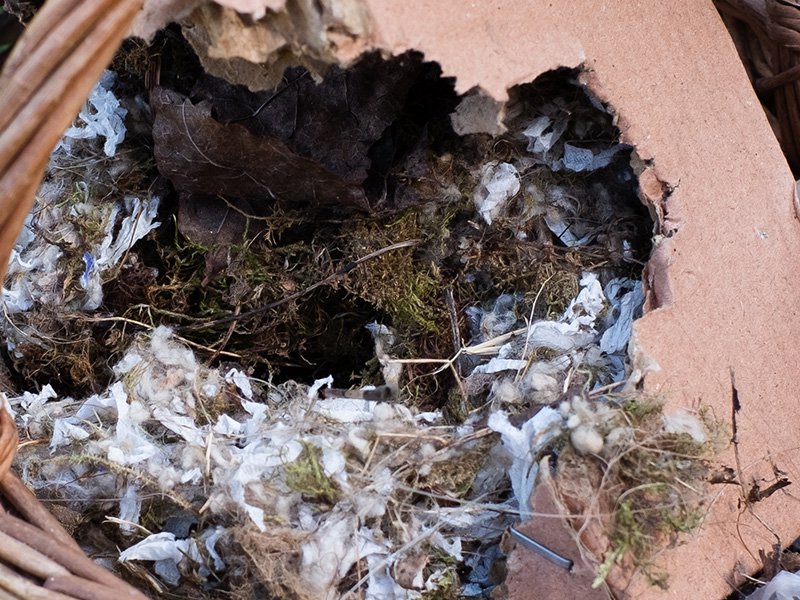 rodent nest in a box