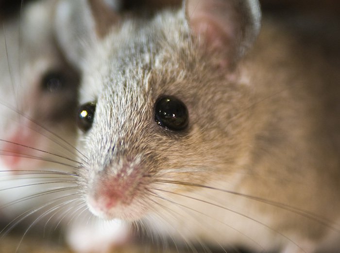 mouse face up close