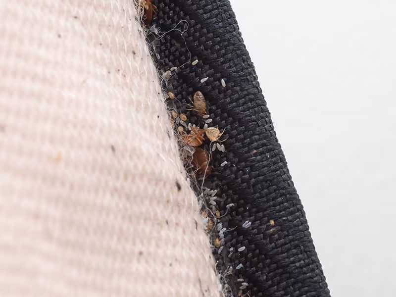 bed bugs in crease of mattress